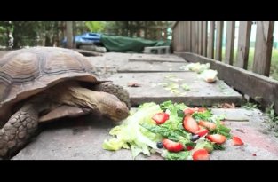 Ускоренный завтрак черепахи