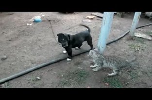 Смешной бой собаки против кота