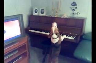 Талантливый песик играет на пианино