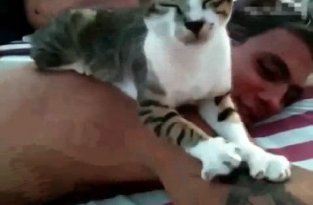 Кот массажист
