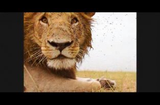 Львы против камеры