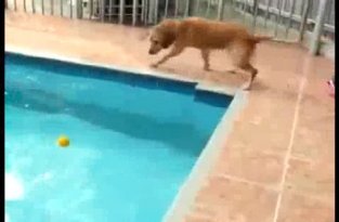 Смешной пес боится прыгнуть в воду за мячиком