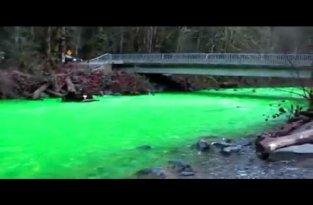 Традиции Америки, красить реку в зеленый цвет (видео + текст)