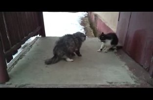 Жесткая битва двух котов за один кусок колбасы