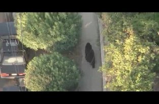 Медведь решил прогуляться по городу