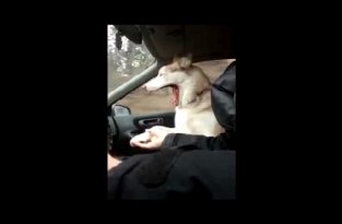 Забавная собака в машине