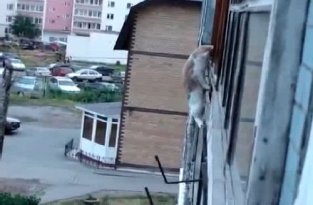 Кот не боится высоты