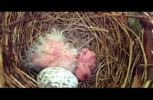 Рождение птенцов