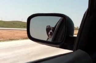 Грозный пес против встречных автомобилей