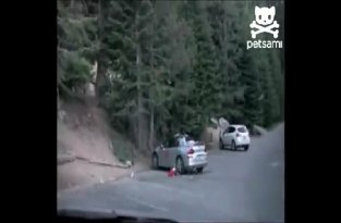 Медведь решил похозяйничать в машине