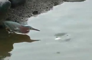 Умная птица ловит рыбу