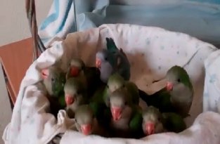 Позитивные маленькие попугаи, хотят кушать