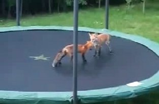Две лисицы на батуте