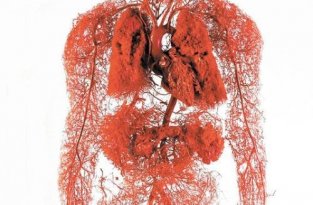 Как создают точную модель кровеносной системы человека (2 фото)