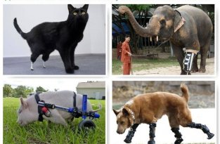 16 трогательных историй спасения животных (18 фото)