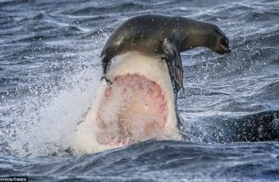 На волосок от смерти – счастливый день для тюленя (15 фото)