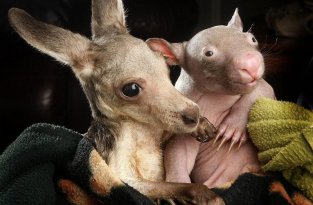 Сиротки вомбат и кенгуру стали лучшими друзьями (10 фото)