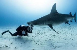 Удивительный кадр: Фотограф один на один с акулой (11 фото)