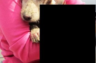 Спасение бездомной собаки от гибели (14 фото)