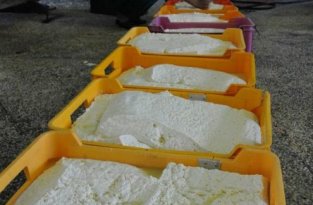 Как производится сыр косичка (18 фото)