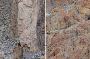 Турист поймал на хлеб самого крупного в мире карпа (4 фото)
