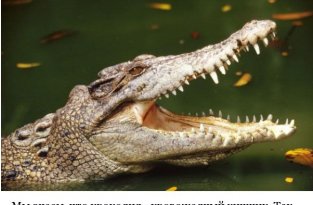 Неизвестные ранее факты о крокодилах (8 фото)