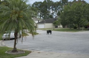 Медведь зашел в гости (5 фото)