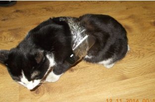 Кошка с контрабандным грузом была найдена в колонии (3 фото)