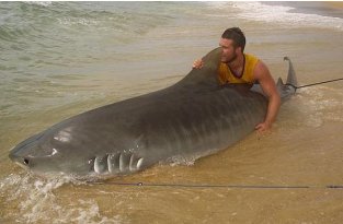 19-летний австралиец поймал 4-метровую тигровую акулу (5 фото)