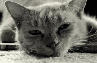 Что заставляет кошек мурлыкать (3 фото)