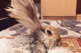 Пушистый кролик стал восходящей звездой Instagram (11 фото)