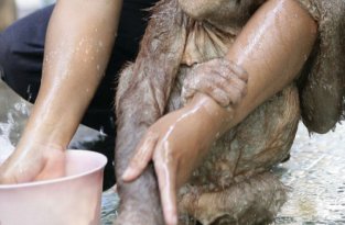 Купание маленького орангутанга (4 фото)