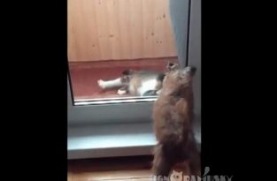 Битва кота и собаки через стекло