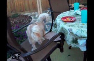 Собака пытается покушать с тарелки