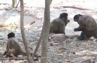 Основы флирта самок обезьян капусинов