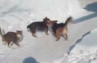 Храбрый кот против двух собак