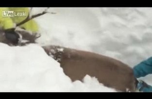 Спасение оленя из под снега
