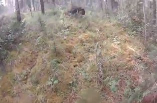 Велосипедисты встретили медведя в лесу
