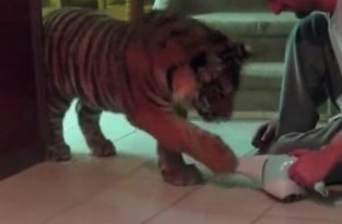 Тигр знакомится с автомобильным пылесосом