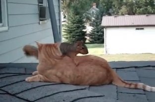 Кот и белка нашли друг друга