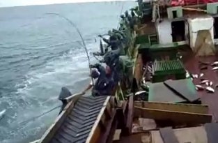 Как промышленно ловят рыбы на Мальдивах