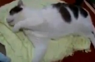 Кот убегает во сне