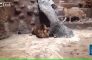 Лев убил львицу в зоопарке (жесть)