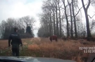 Корова напала на полицейского