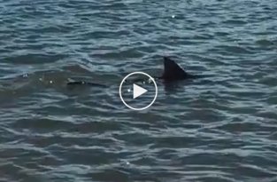 Австралиец поймал акулу голыми руками