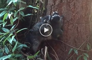 Мама-енот учит своего малыша забираться на дерево