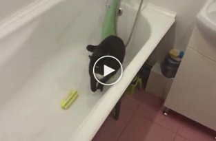 Как победить кота, который ходит по большему в ванную