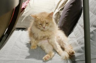 Экзистенциальная тоска: Инстаграм грустного кота (11 фото)