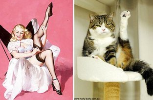 Котики, которые позируют точь-в-точь как модели в стиле пин-ап (48 фото)