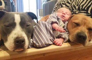 4 собаки и кошка, ухаживающие за новорождённым, растрогали пользователей интернета (11 фото)